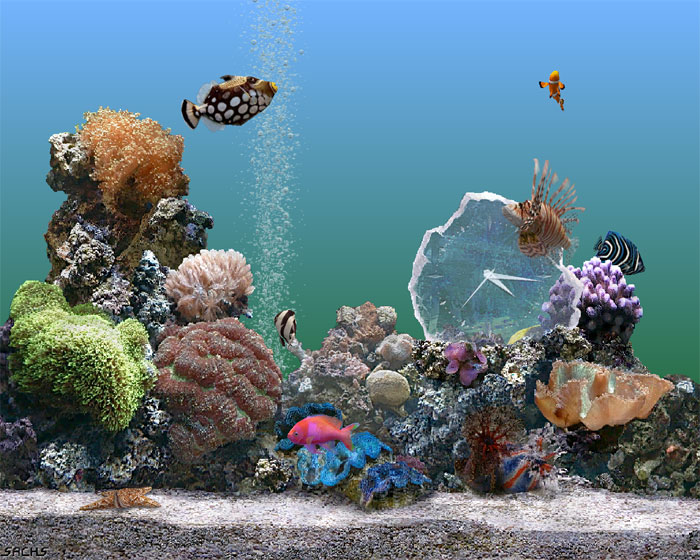 screensaver_marine_aquarium.jpg