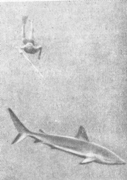 Черезвычайно редкий моментальный снимок на дне моря (подводник, охотящийся за акулой). Подводные киносъемки.